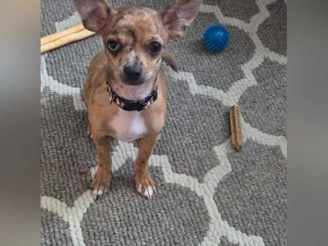 Chiot chihuahua