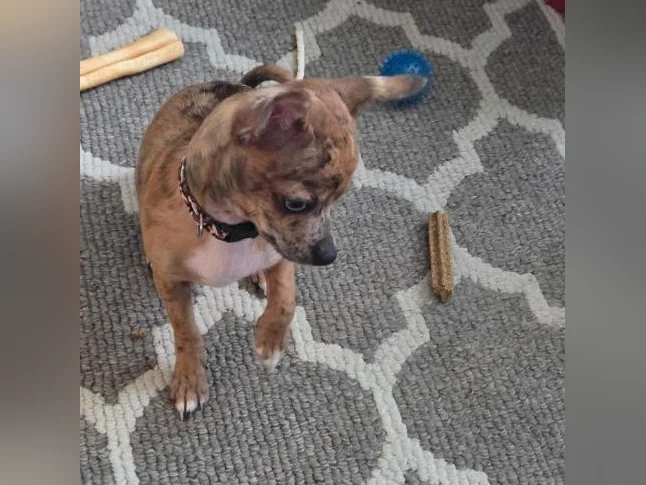 Chiot chihuahua thumbnail 2