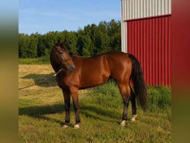 Jument Standardbred thumbnail 2