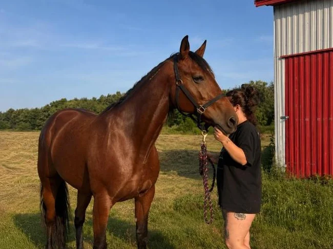 Jument Standardbred thumbnail 3