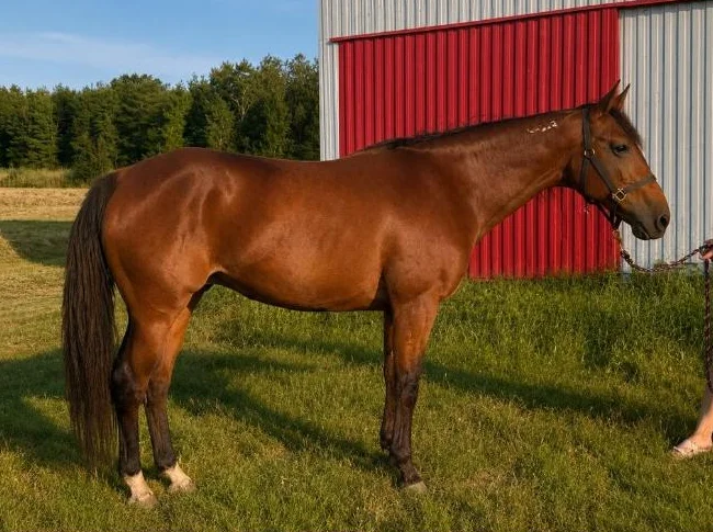 Jument Standardbred