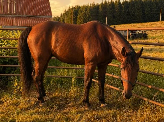 Jument Standardbred thumbnail 5