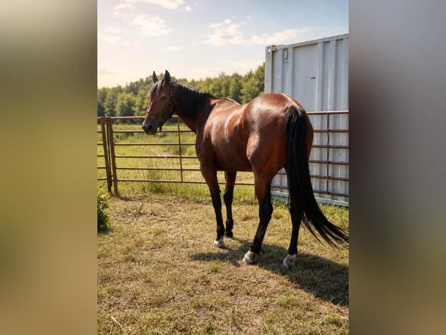 Jument Standardbred thumbnail 7