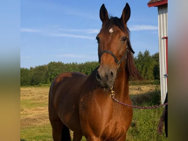 Jument Standardbred thumbnail 4