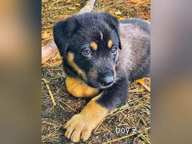Chiots berger allemand/ German shepherd puppies thumbnail 6