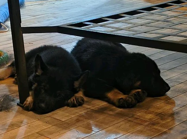 Chiots berger allemand/ German shepherd puppies thumbnail 3