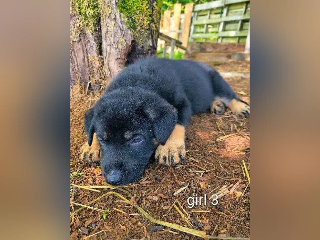 Chiots berger allemand/ German shepherd puppies thumbnail 8