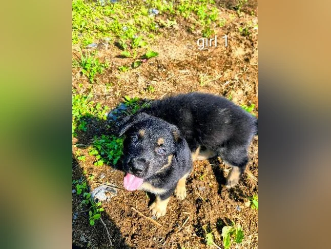 Chiots berger allemand/ German shepherd puppies thumbnail 4