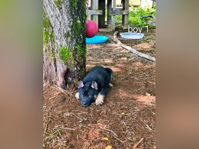 Chiots berger allemand/ German shepherd puppies thumbnail 5