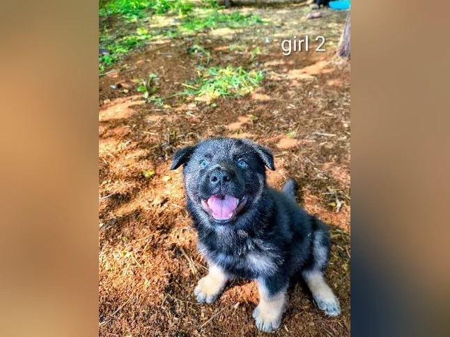Chiots berger allemand/ German shepherd puppies thumbnail 7