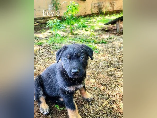 Chiots berger allemand/ German shepherd puppies thumbnail 9