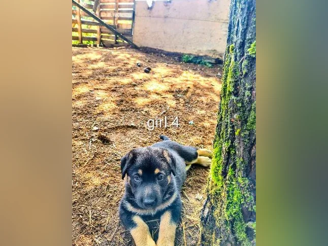 Chiots berger allemand/ German shepherd puppies thumbnail 10