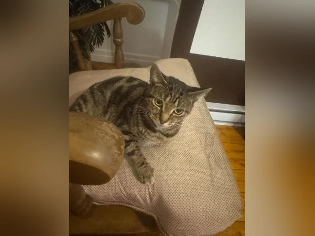 Chat à vendre thumbnail 3