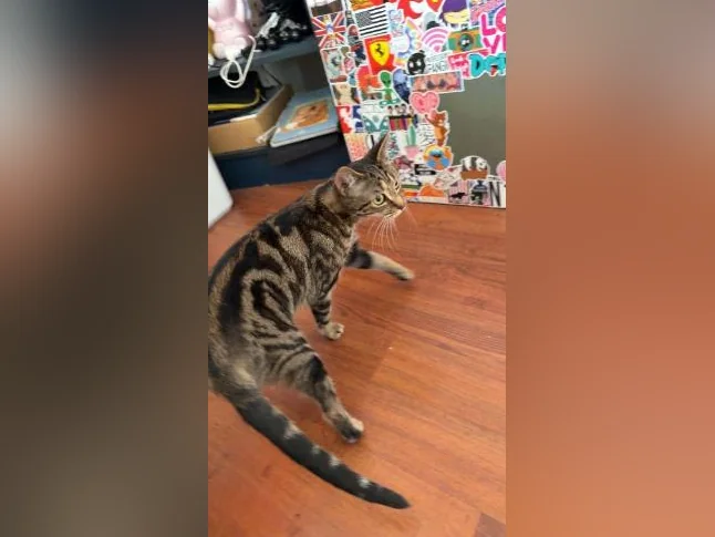 Chat à vendre thumbnail 8