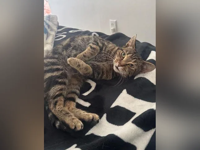 Chat à vendre