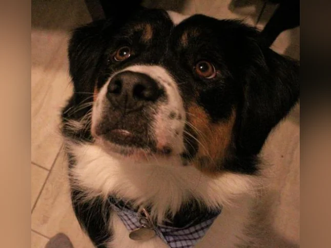 Gardienne pour chien