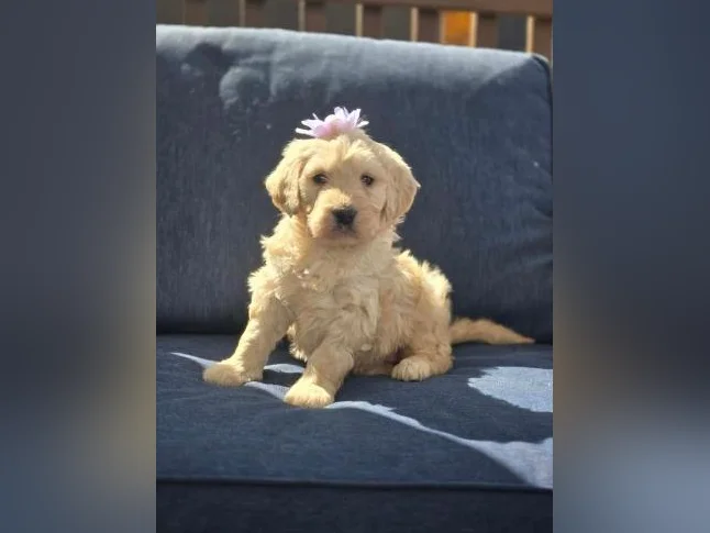 Goldendoodle standard , et Schnoodle thumbnail 7