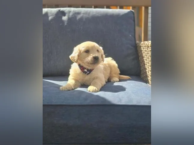 Goldendoodle standard , et Schnoodle thumbnail 9