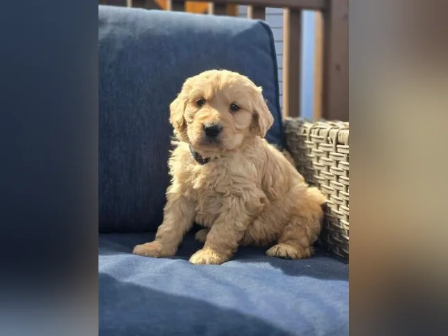 Goldendoodle standard , et Schnoodle