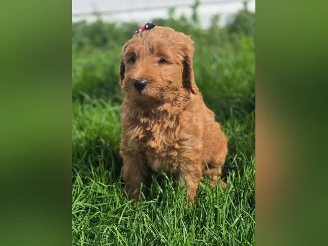 Goldendoodle standard , et Schnoodle thumbnail 6
