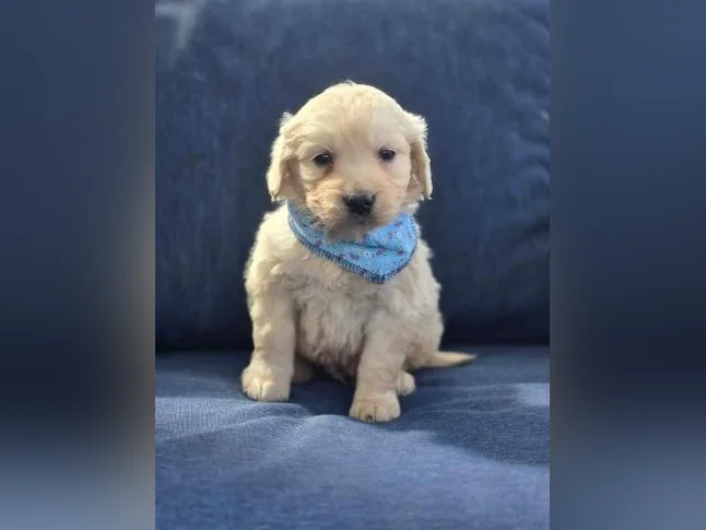 Goldendoodle standard , et Schnoodle thumbnail 8