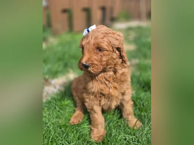 Goldendoodle standard , et Schnoodle thumbnail 4