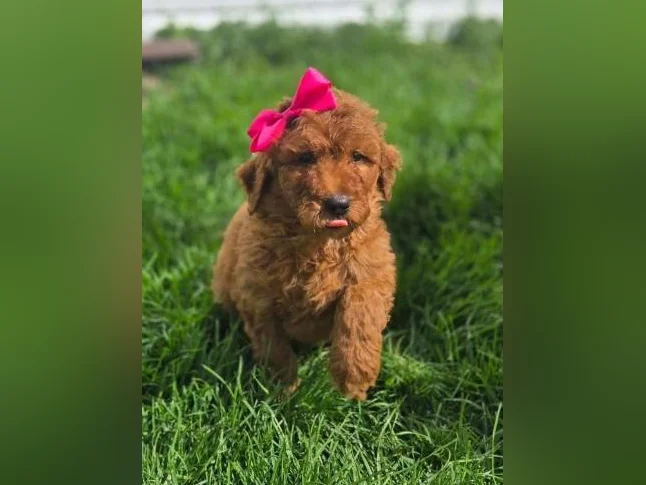Goldendoodle standard , et Schnoodle thumbnail 3