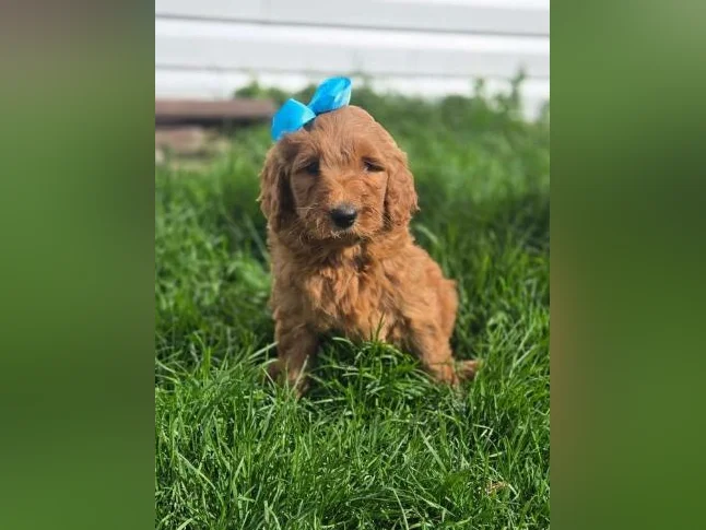 Goldendoodle standard , et Schnoodle thumbnail 5