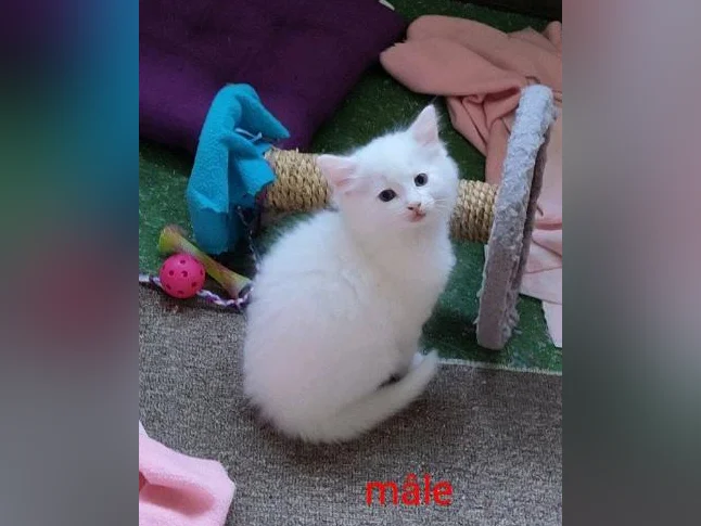 3 chatons femelles). nés le 26 avril 2026 thumbnail 4