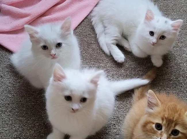 3 chatons femelles). nés le 26 avril 2026 thumbnail 2