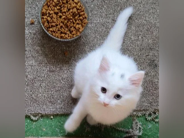 3 chatons femelles). nés le 26 avril 2026 thumbnail 3