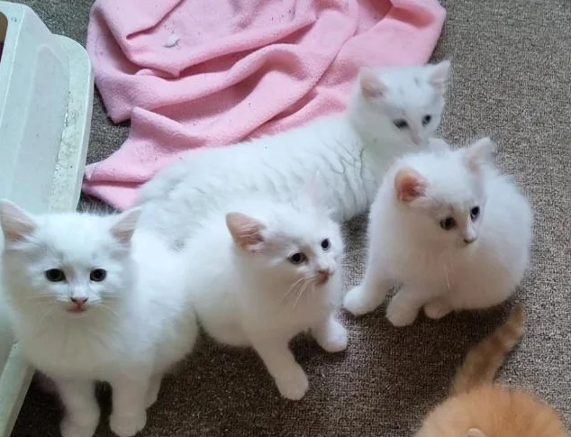 3 chatons femelles). nés le 26 avril 2026 thumbnail 7