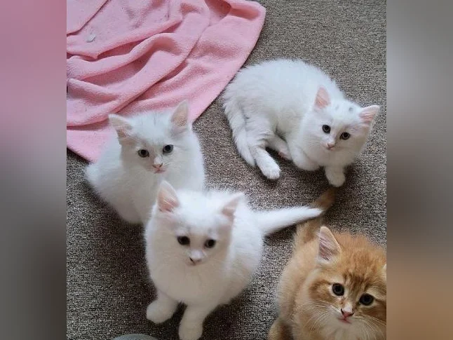 3 chatons femelles). nés le 26 avril 2026 thumbnail 5