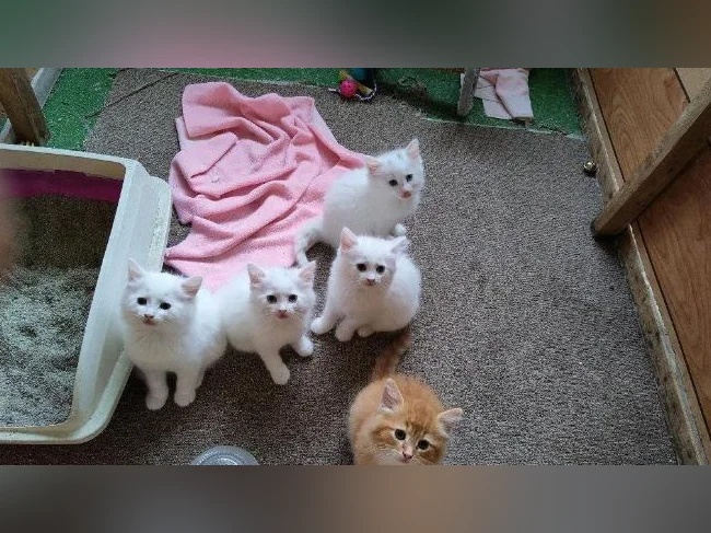 3 chatons femelles). nés le 26 avril 2026 thumbnail 8