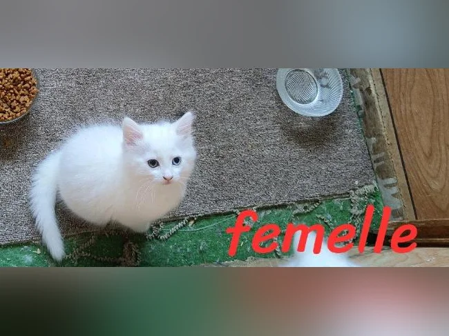 3 chatons femelles). nés le 26 avril 2026