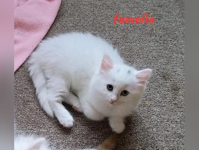 3 chatons femelles). nés le 26 avril 2026 thumbnail 6
