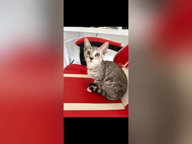 Bengal chaton thumbnail 4