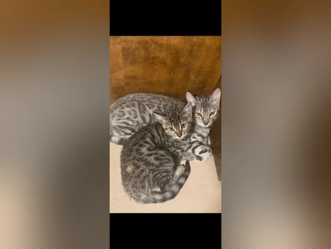 Bengal chaton