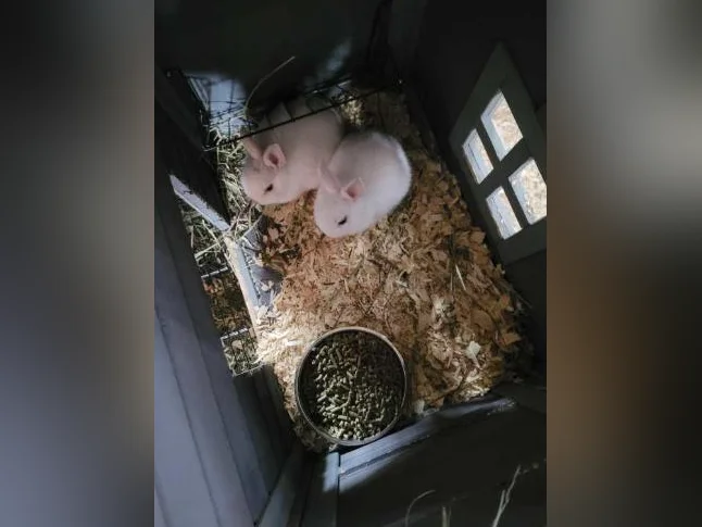 Lapin nain ▪︎ non sexé