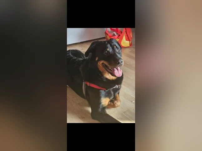 Chien à vendre