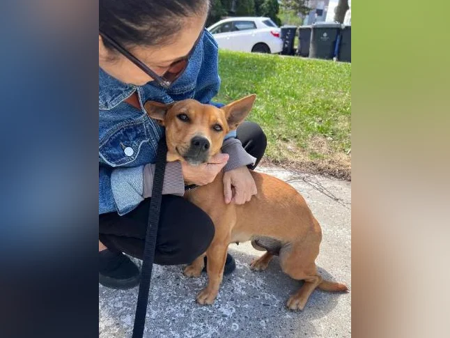 Rescue / Sauvetage - Meet / Encontrer Holly