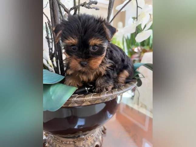 Yorkshire chiot