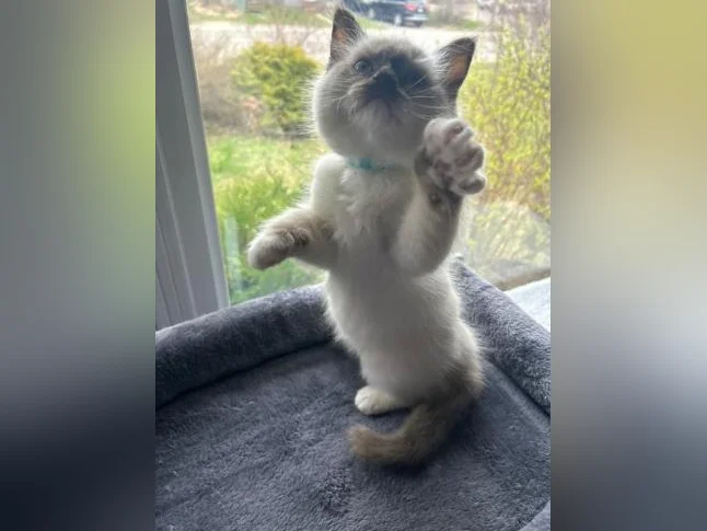 Adorables Chatons Ragdolls pure race