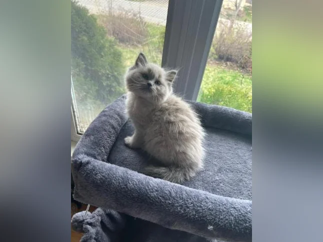 Adorables Chatons Ragdolls pure race thumbnail 2
