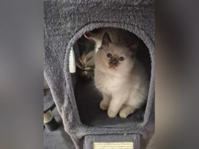 Adorables Chatons Ragdolls pure race thumbnail 9