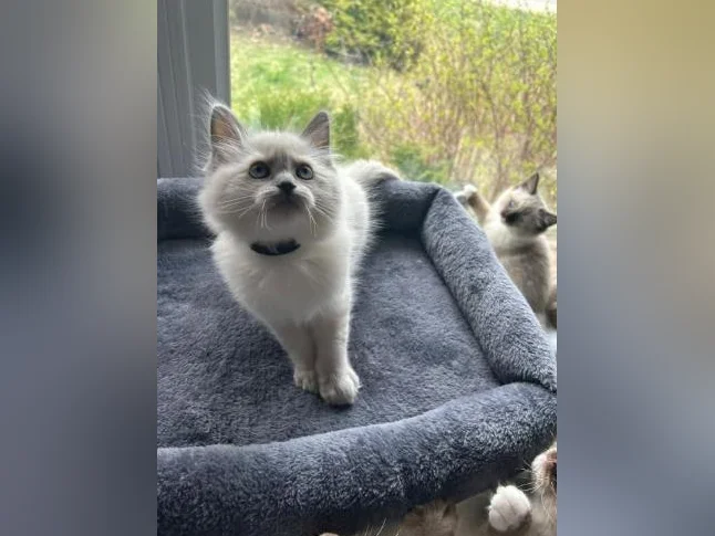 Adorables Chatons Ragdolls pure race thumbnail 5
