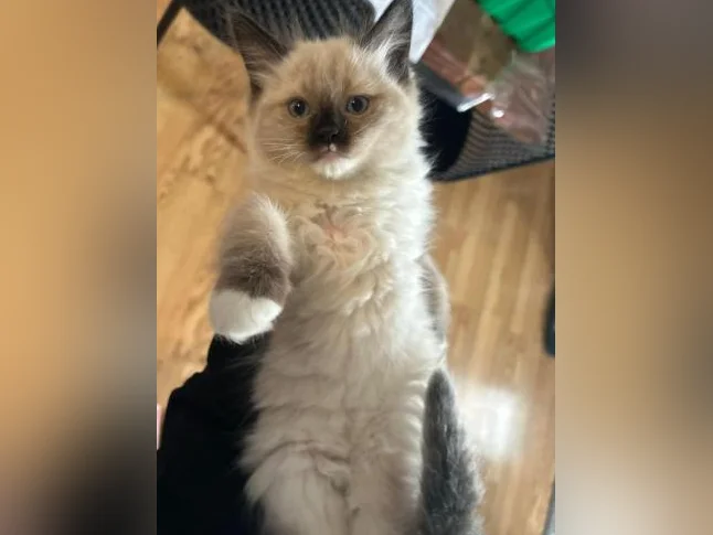 Adorables Chatons Ragdolls pure race thumbnail 7