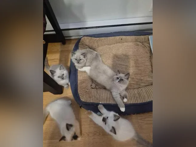 Adorables Chatons Ragdolls pure race thumbnail 8