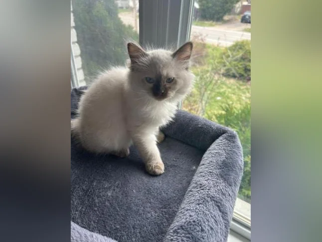 Adorables Chatons Ragdolls pure race thumbnail 4