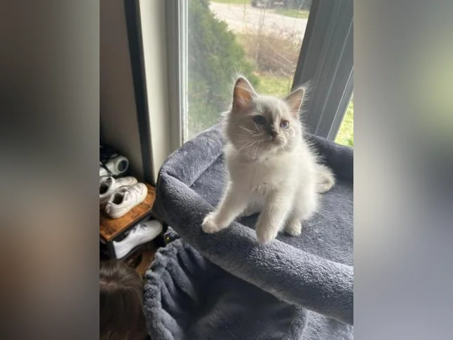 Adorables Chatons Ragdolls pure race thumbnail 3